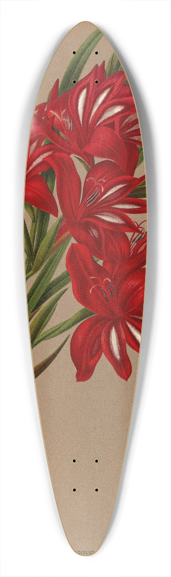 Arentina Hendrica Arendsen - Gladiolus Cardinalis. 39.3 inch art pintail longboard deck