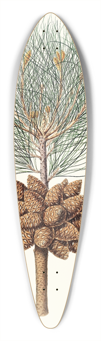 Aylmer Bourke Lambert - Pinus brutia = Calabrian pine. 39.3 inch art pintail longboard deck