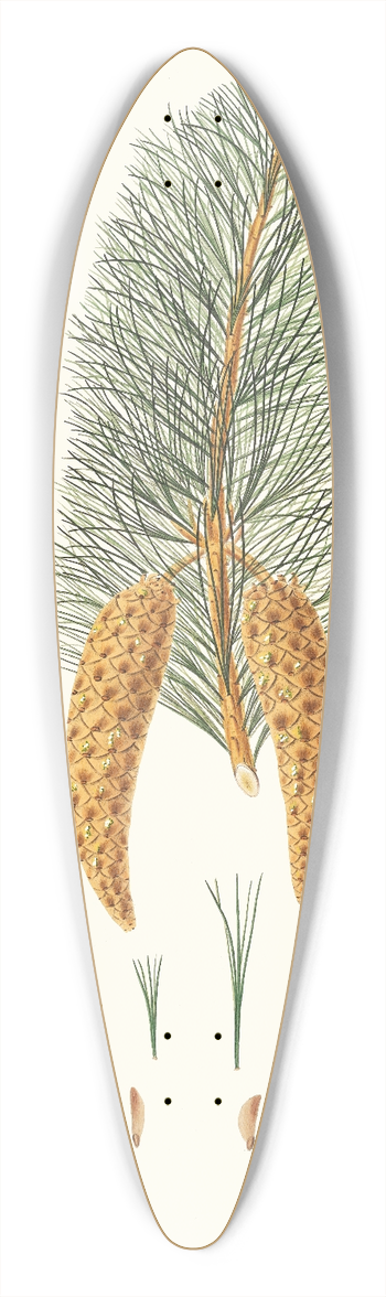 Aylmer Bourke Lambert - Pinus monticola = Short-leaved Weymouth pine. [Western white pine] 39.3 inch art pintail longboard deck