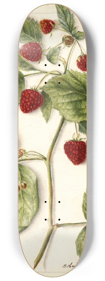 Bertha Heiges - Rubus: Cuthbert 8.25 inch art skate deck
