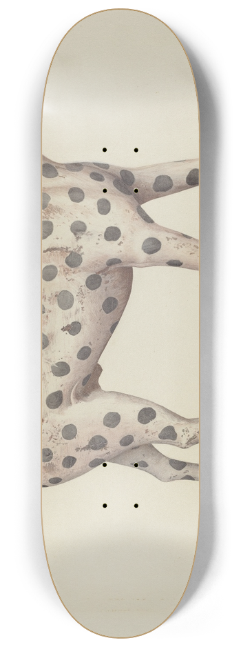Betty Fuerst - Dalmatian 8.25 inch art skate deck