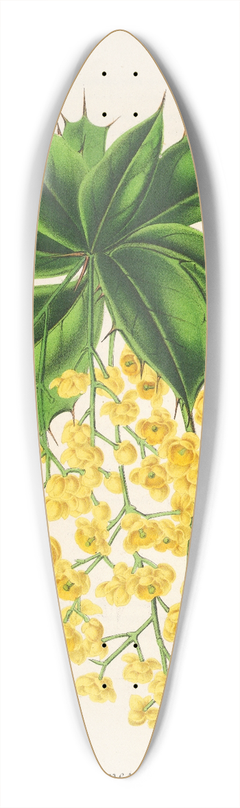 Charles Antoine Lemaire - Berberis Jamesonii 39.3 inch art pintail longboard deck