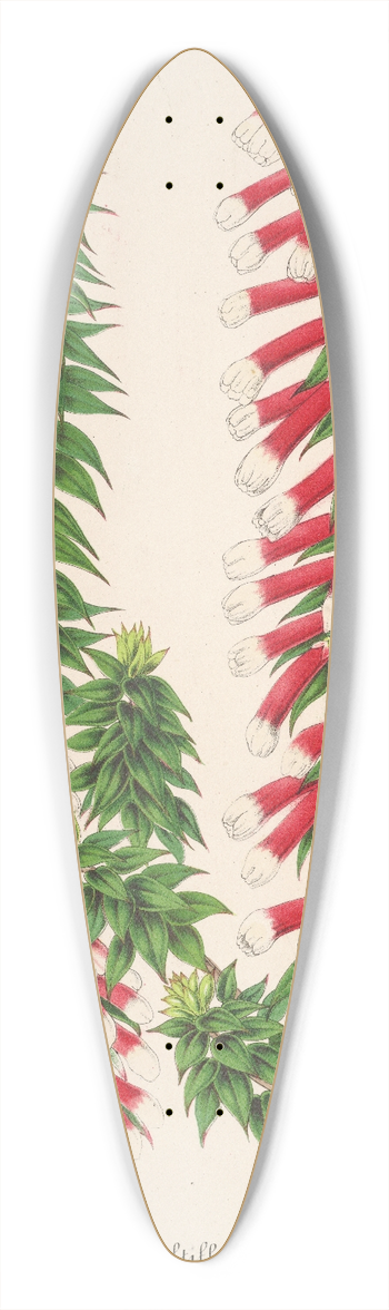Charles Antoine Lemaire - Epacris multiflora 39.3 inch art pintail longboard deck