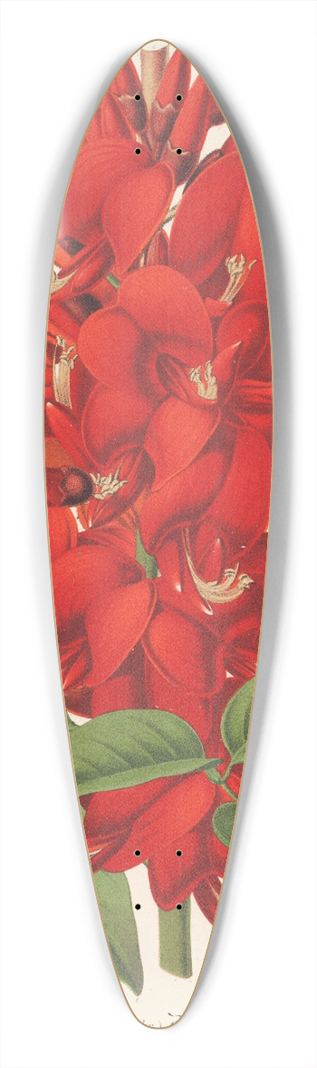 Charles Antoine Lemaire - Erythrina (hybrida) Marie Bellanger 39.3 inch art pintail longboard deck