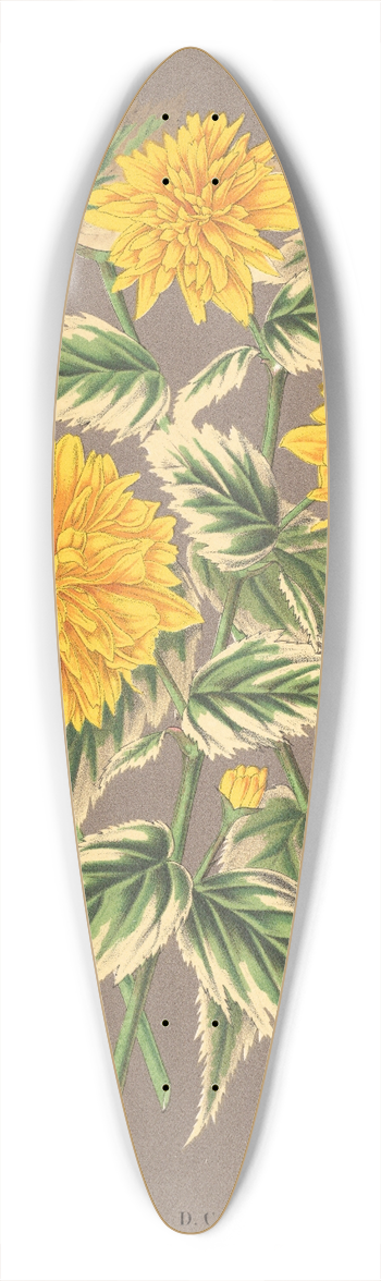Charles Antoine Lemaire - Kerria japonica, var. fol. argenteo-variegatis 39.3 inch art pintail longboard deck