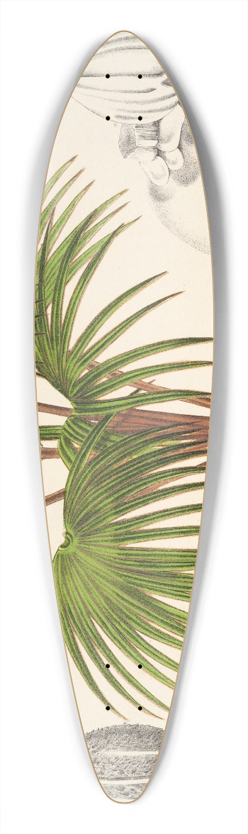 Charles Antoine Lemaire - Latania Verschaffeltii 39.3 inch art pintail longboard deck