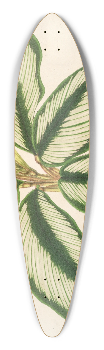 Charles Antoine Lemaire - Maranta Baraquinii 39.3 inch art pintail longboard deck