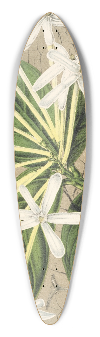 Charles Antoine Lemaire - Posoqueria multiflora 39.3 inch art pintail longboard deck