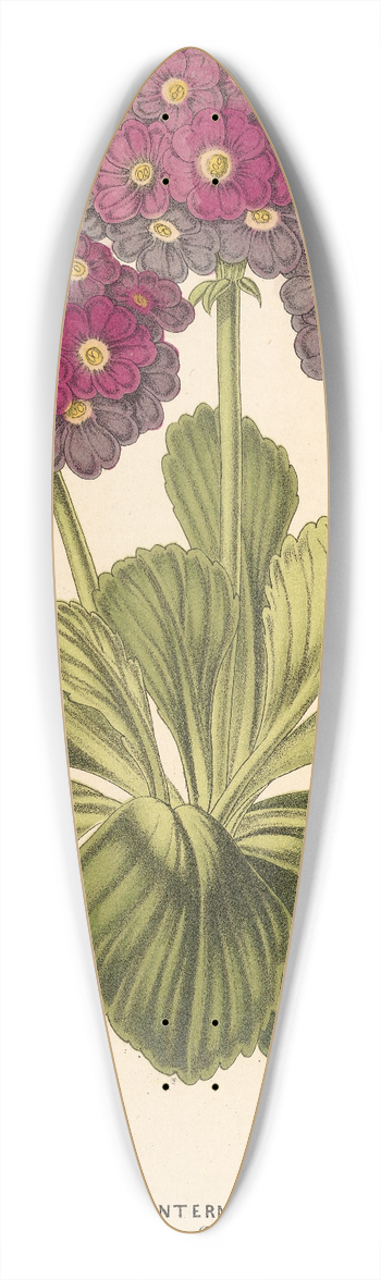 Charles Antoine Lemaire - Primula intermedia (hybrida) 39.3 inch art pintail longboard deck
