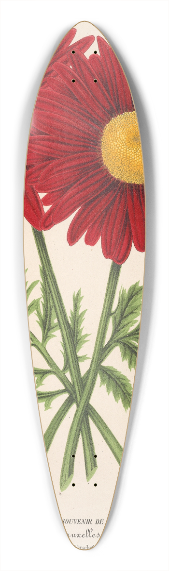 Charles Antoine Lemaire - Pyrethrum Souvenir de Vandervinnen 39.3 inch art pintail longboard deck