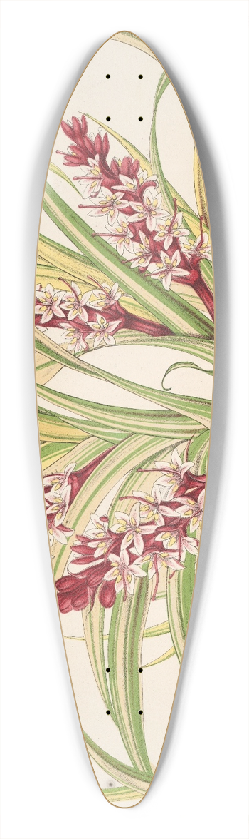 Charles Antoine Lemaire - Reineckea carnea, fol. varieg 39.3 inch art pintail longboard deck