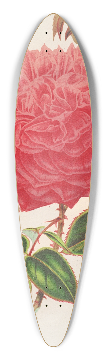 Charles Antoine Lemaire - Rose (Ile-Bourbon) var. Souvenir de la Malmaison a fleurs roses 39.3 inch art pintail longboard deck