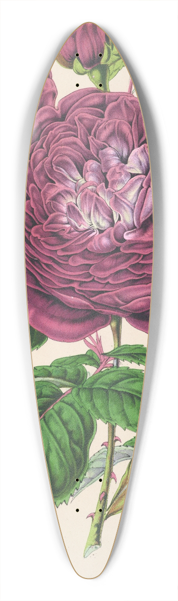 Charles Antoine Lemaire - Rose Reine des Violettes 39.3 inch art pintail longboard deck