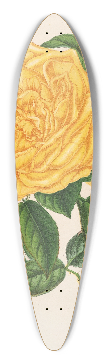 Charles Antoine Lemaire - Rose (Th) Marchal Niel 39.3 inch art pintail longboard deck
