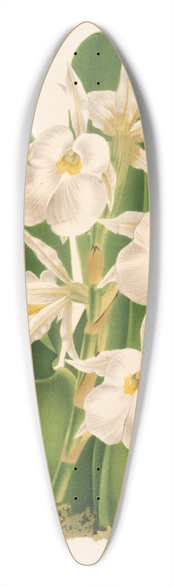 Charles Antoine Lemaire - Trichopilia fragrans nobilis 39.3 inch art pintail longboard deck