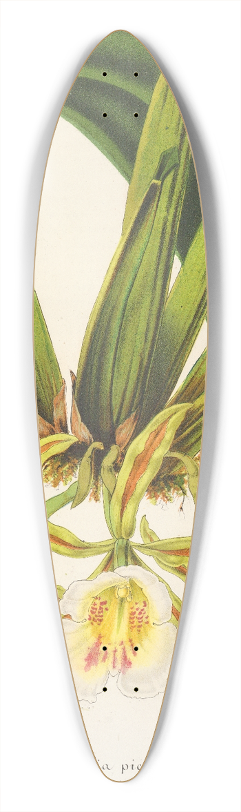 Charles Antoine Lemaire - Trichopilia picta 39.3 inch art pintail longboard deck