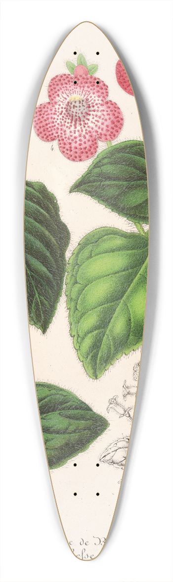 Charles Antoine Lemaire - Tydaea (Varietes hybrides de) 39.3 inch art pintail longboard deck