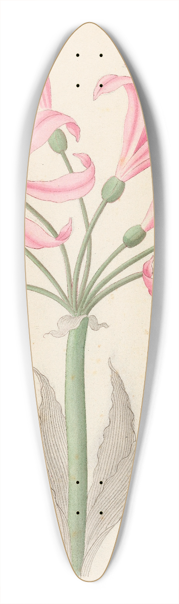 Clemenz Heinrich Wehdemann - Amarillis [Boophone disticha] 39.3 inch art pintail longboard deck