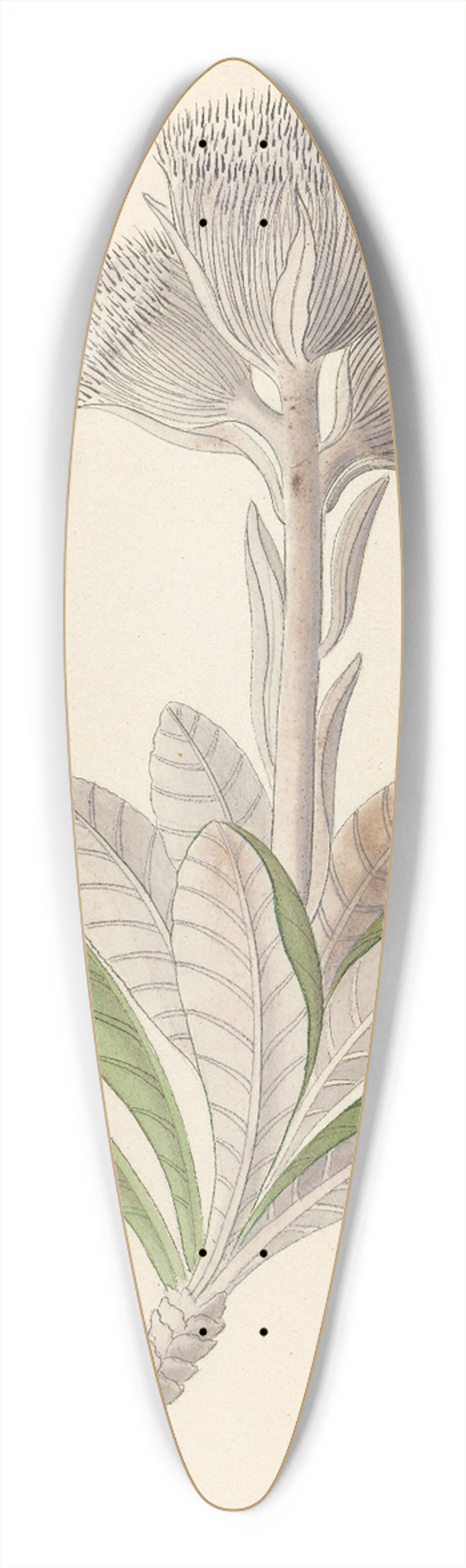 Clemenz Heinrich Wehdemann - Arnica [Oldenburgia grandis] 39.3 inch art pintail longboard deck