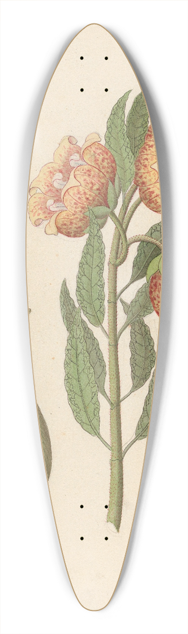 Clemenz Heinrich Wehdemann - Asclepias grandiflora [Pachycarpus grandiflorus] 39.3 inch art pintail longboard deck