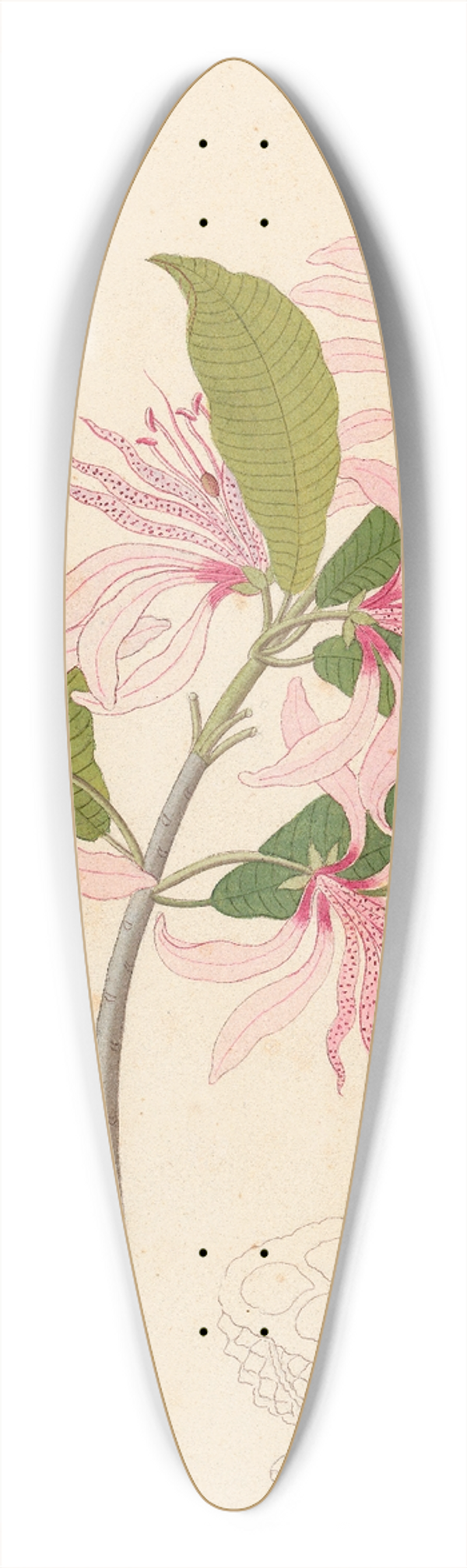 Clemenz Heinrich Wehdemann - Calodendrum capense 39.3 inch art pintail longboard deck
