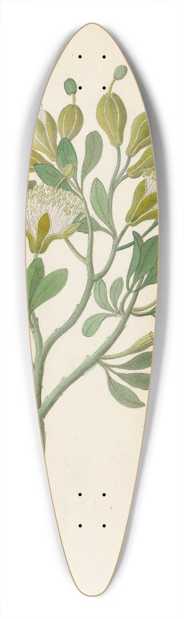 Clemenz Heinrich Wehdemann - Capparis Nov. Sp. [Maerua caffra] 39.3 inch art pintail longboard deck