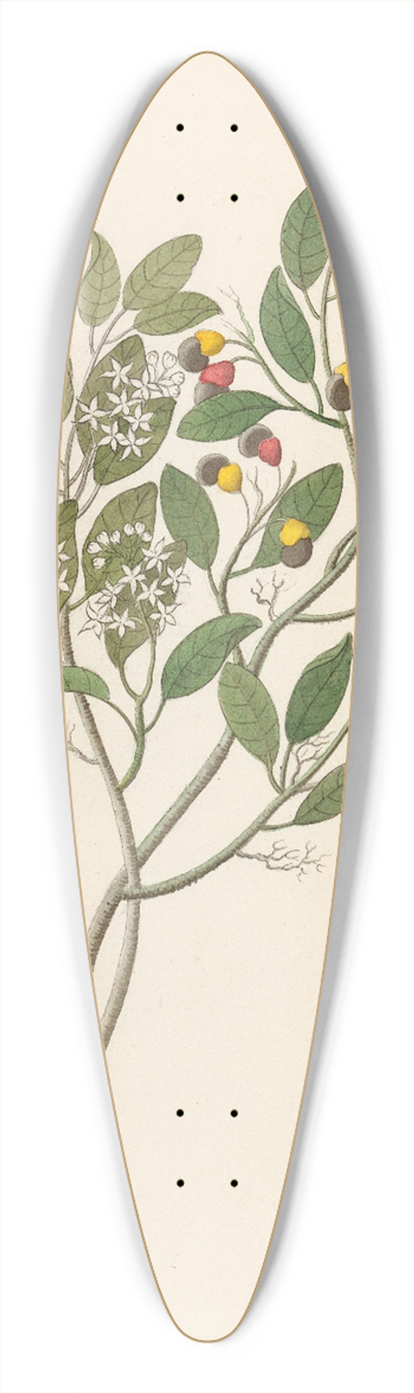 Clemenz Heinrich Wehdemann - Celastrus [Apodytes dimidiata] 39.3 inch art pintail longboard deck