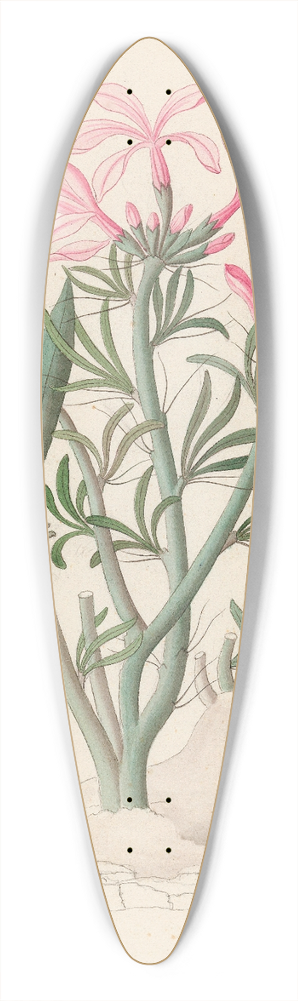 Clemenz Heinrich Wehdemann - Ceropegia or Echites [Pachypodium succulentum] 39.3 inch art pintail longboard deck