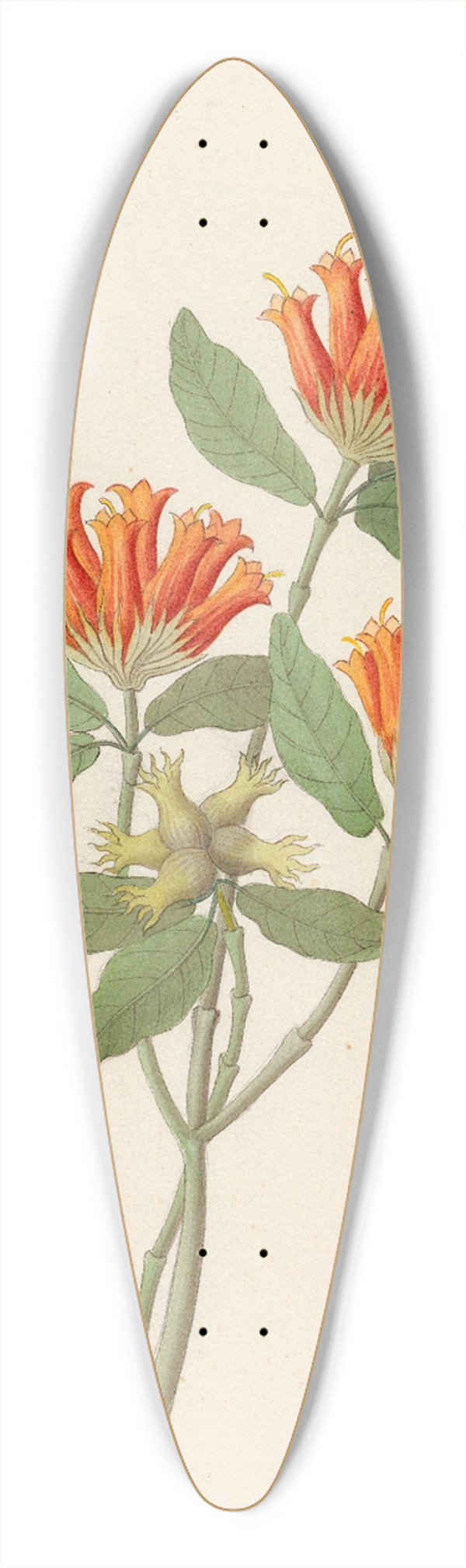 Clemenz Heinrich Wehdemann - Gardenia Nova Sp. [Burchellia bubalina] 39.3 inch art pintail longboard deck