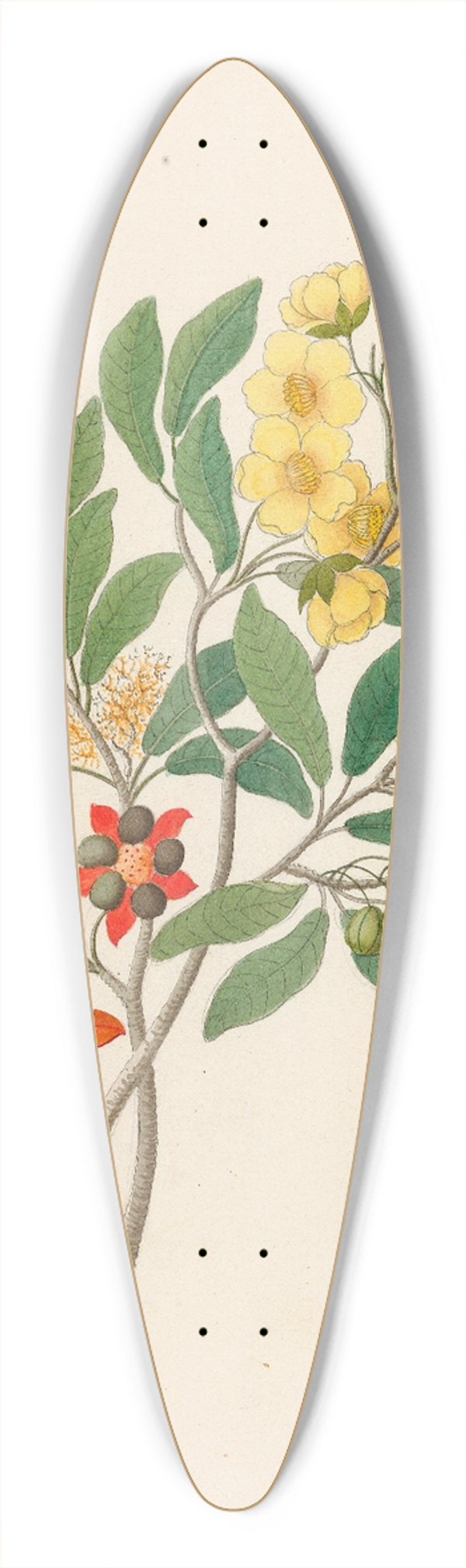 Clemenz Heinrich Wehdemann - Icosandria monog. [Ochna arborea] 39.3 inch art pintail longboard deck