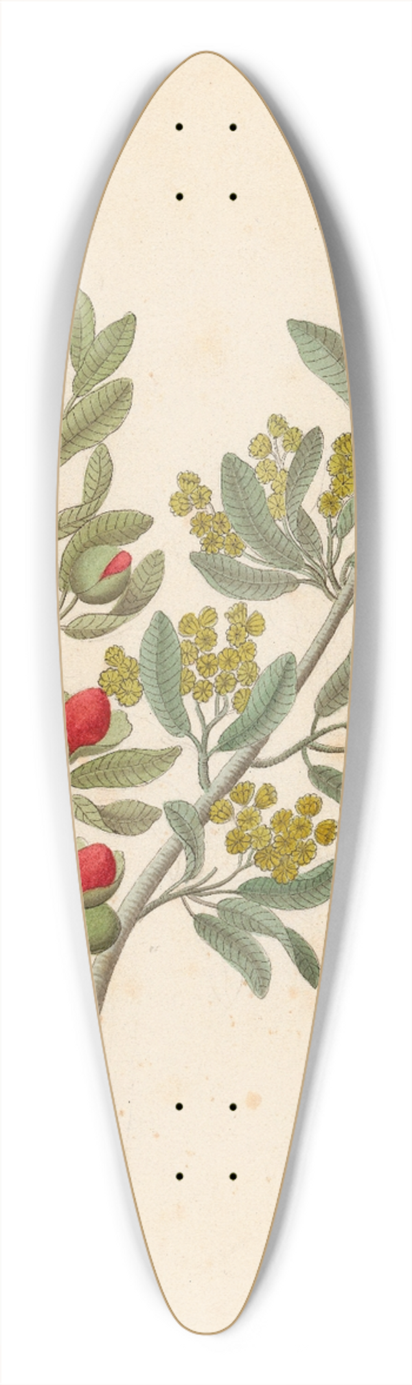 Clemenz Heinrich Wehdemann - Octandria Monog. [Pappea capensis] 39.3 inch art pintail longboard deck