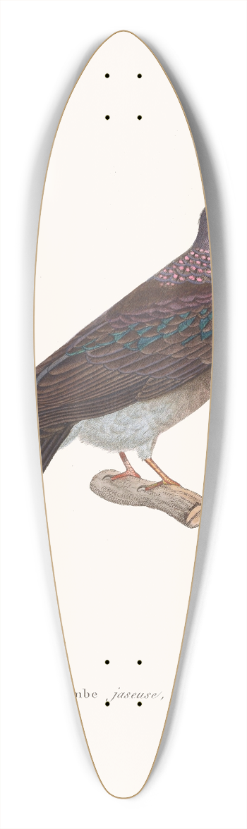 Coenraad Jacob Temminck - Colombe Jaseuse. 39.3 inch art pintail longboard deck