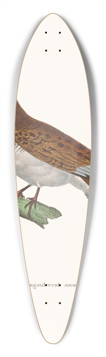 Coenraad Jacob Temminck - Engoulevent Nacunda. 39.3 inch art pintail longboard deck