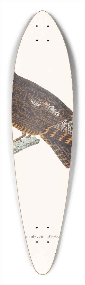 Coenraad Jacob Temminck - Engoulevent Natterer. 39.3 inch art pintail longboard deck