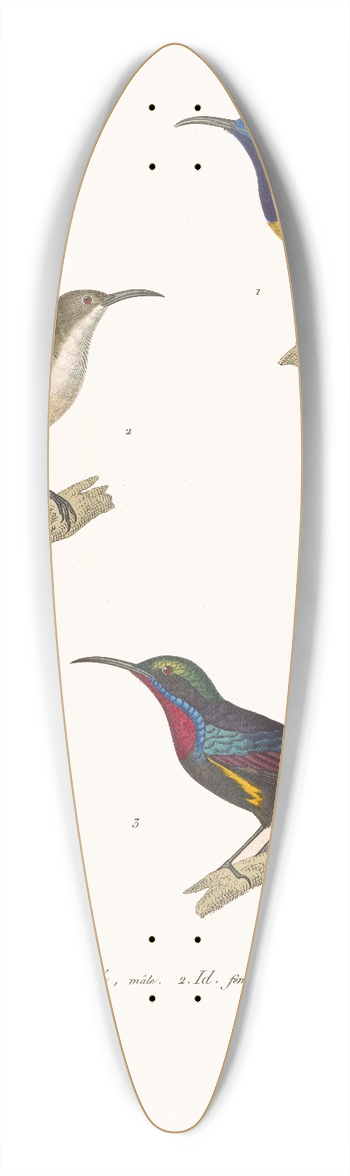 Coenraad Jacob Temminck - Souimanga Distingu. 39.3 inch art pintail longboard deck