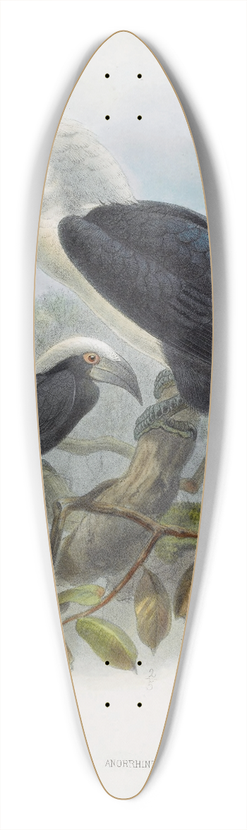 Daniel Giraud Elliot - Anorrhinus comatus 39.3 inch art pintail longboard deck