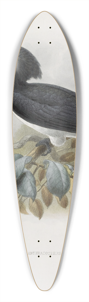 Daniel Giraud Elliot - Anthracoceros convexus 39.3 inch art pintail longboard deck