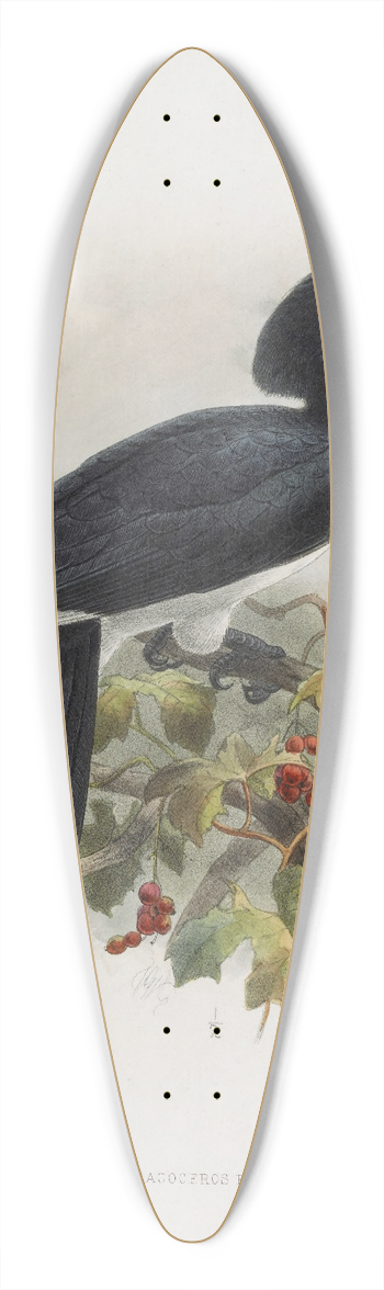 Daniel Giraud Elliot - Anthracoceros fraterculus 39.3 inch art pintail longboard deck