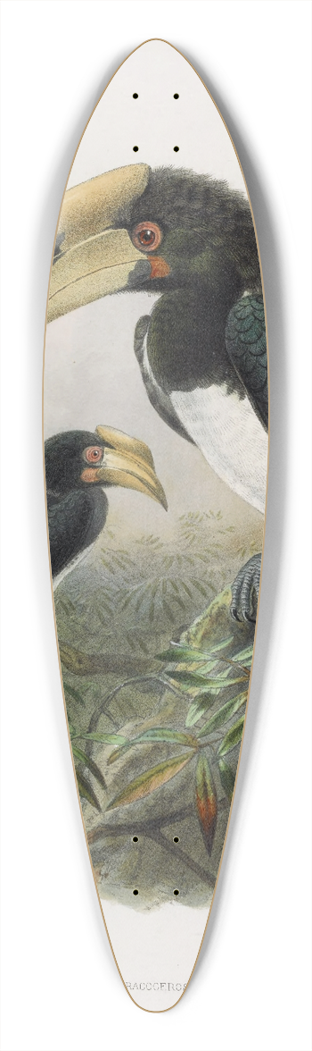 Daniel Giraud Elliot - Anthracoceros malabaricus 39.3 inch art pintail longboard deck