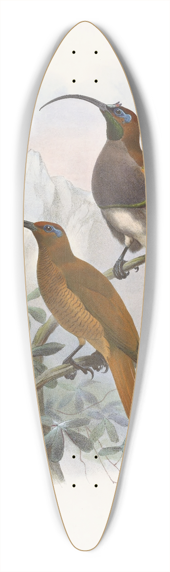 Daniel Giraud Elliot - Drepanornis  Albertis 39.3 inch art pintail longboard deck