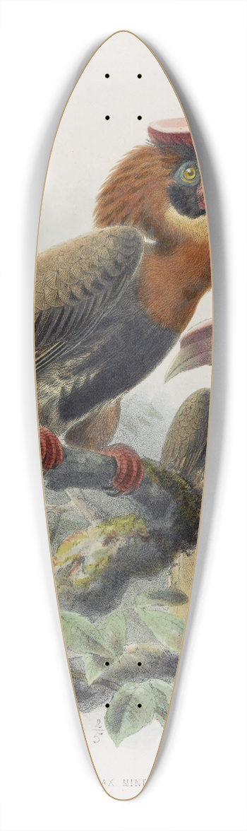 Daniel Giraud Elliot - Hydrocorax mindanensis 39.3 inch art pintail longboard deck