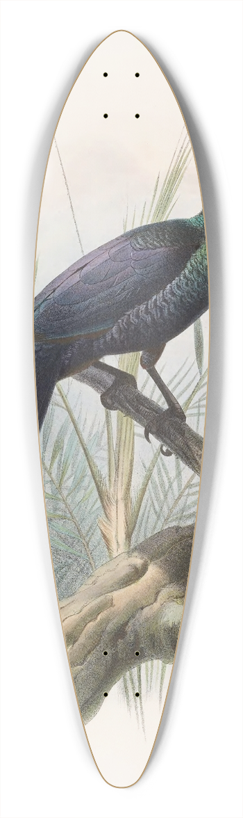 Daniel Giraud Elliot - Manucodia atra 39.3 inch art pintail longboard deck