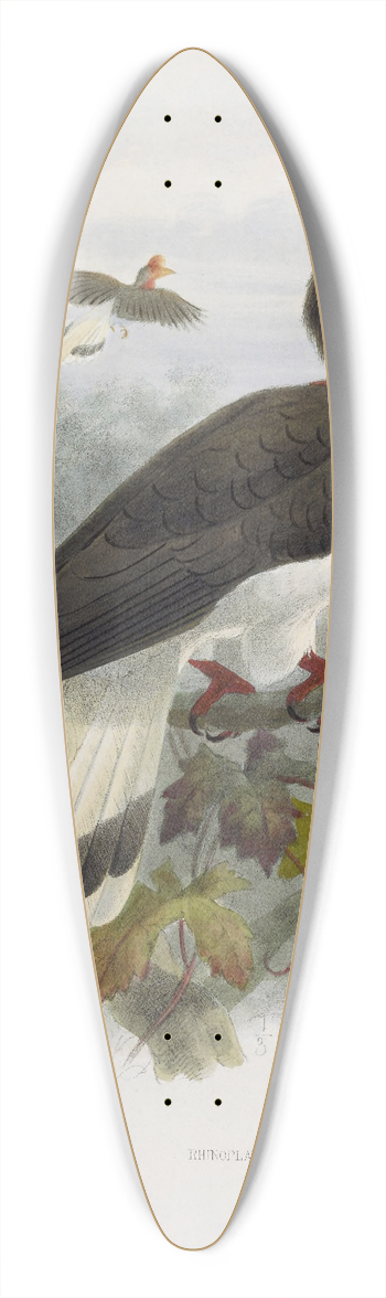 Daniel Giraud Elliot - Rhinoplax vigil 39.3 inch art pintail longboard deck