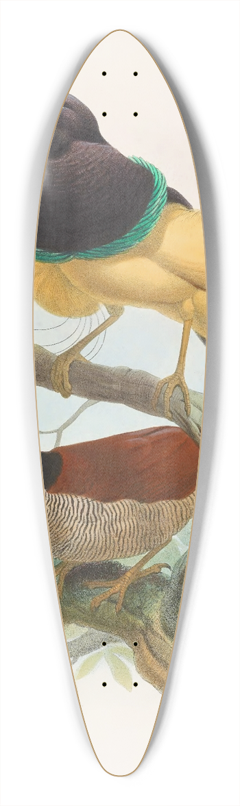 Daniel Giraud Elliot - Seleucides alba 39.3 inch art pintail longboard deck