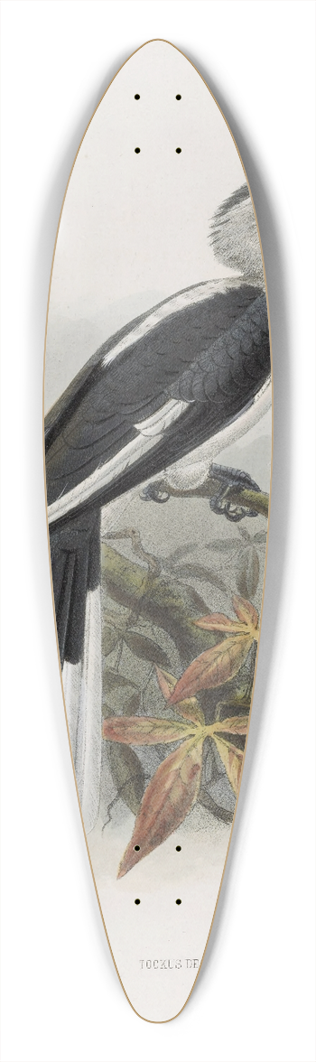 Daniel Giraud Elliot - Tockus deckeni 39.3 inch art pintail longboard deck
