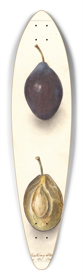 Deborah Griscom Passmore - Prunus domestica: Splendor 39.3 inch art pintail longboard deck