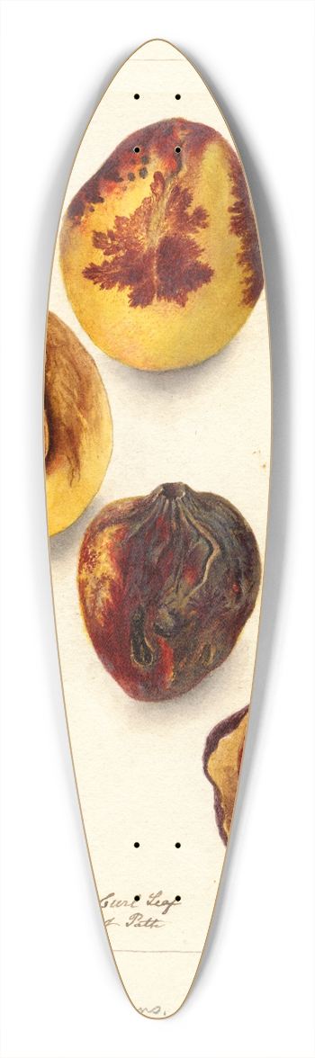 Deborah Griscom Passmore - Prunus persica: Elberta 39.3 inch art pintail longboard deck
