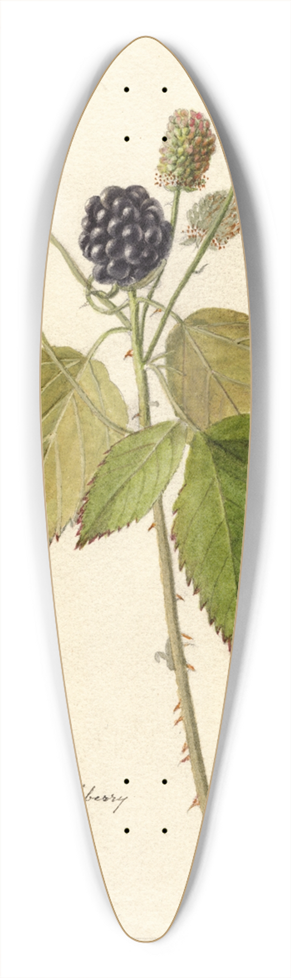 Deborah Griscom Passmore - Rubus: Everblooming 39.3 inch art pintail longboard deck