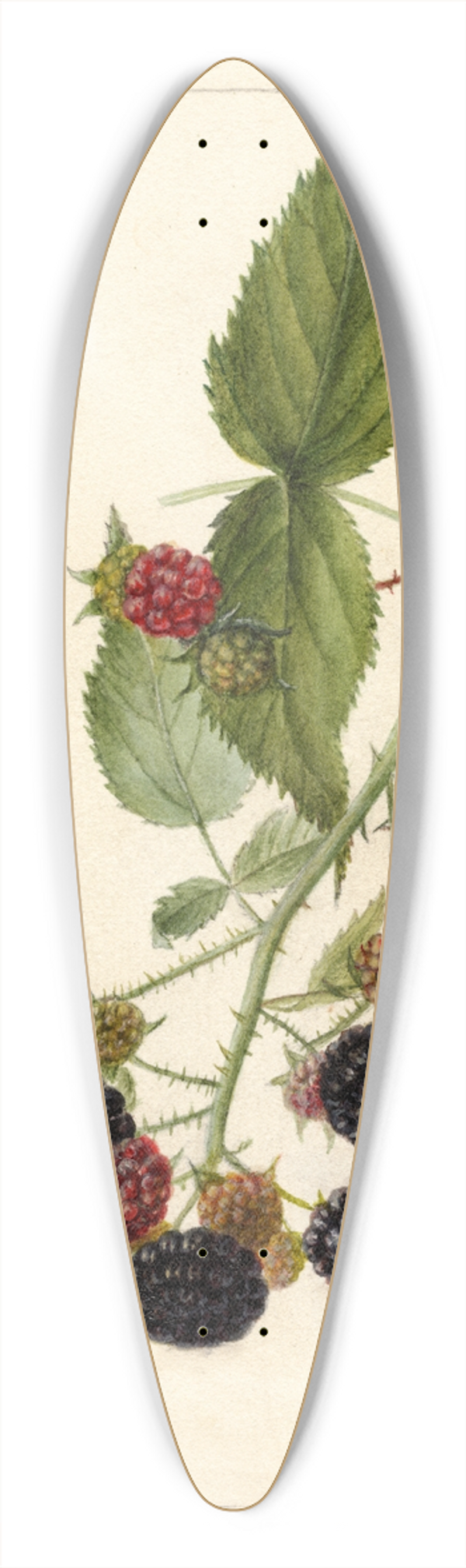 Deborah Griscom Passmore - Rubus: Reward 39.3 inch art pintail longboard deck
