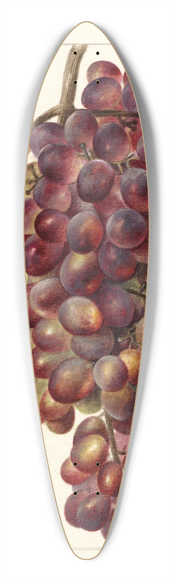 Deborah Griscom Passmore - Vitis: Sultanina Rosea 39.3 inch art pintail longboard deck